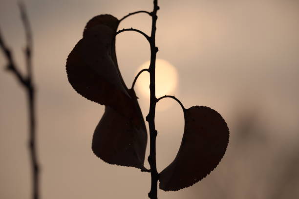 istock The Background, The silhouettes 1463865939