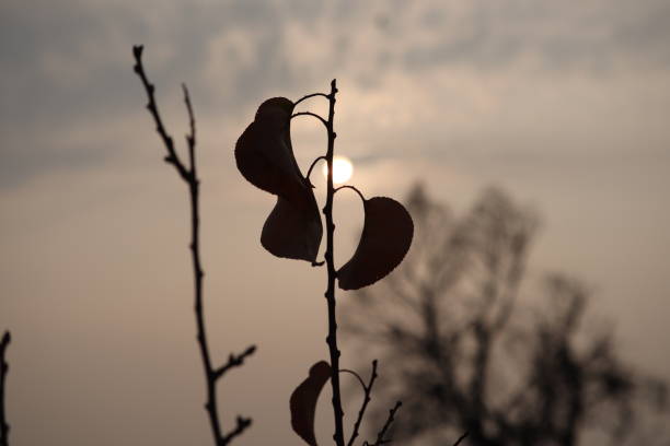 istock The Background, The silhouettes 1463866025