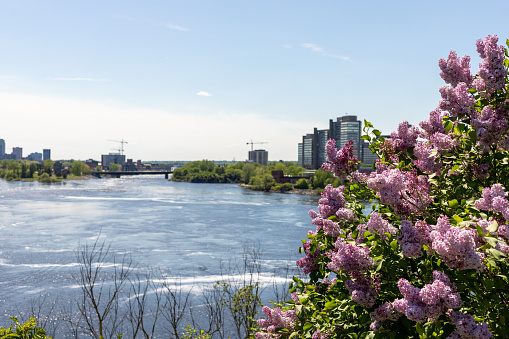 City view from Major's Hill Park in spring season with focus on lilacs in foreground. Portage Bridge between Ottawa, Ontario and Gatineau, Quebec in Canada.