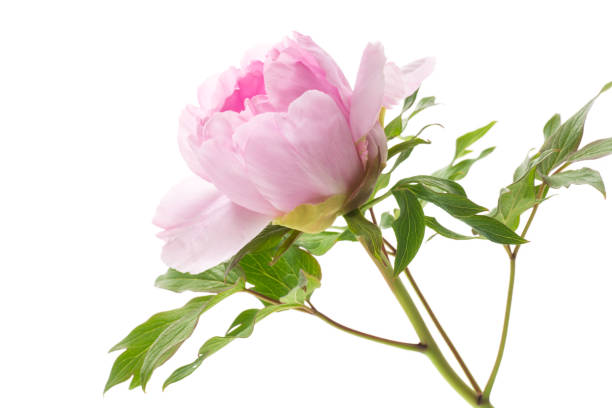 istock Beautiful big pink peony close-up on a white background. 1463867415