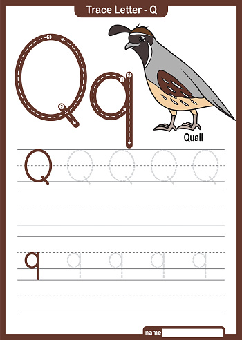 Alphabet Trace Letter A to Z preschool worksheet with the Letter Q Quail Pro Vector