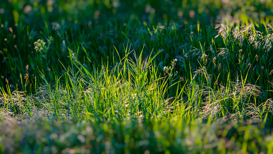 Green grass and flowers in the meadow. Spring. Web banner.