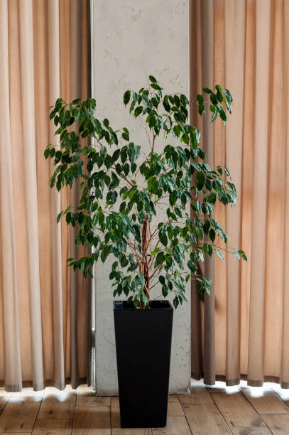 istock A tall vase with small leaves in a black pot 1463868806