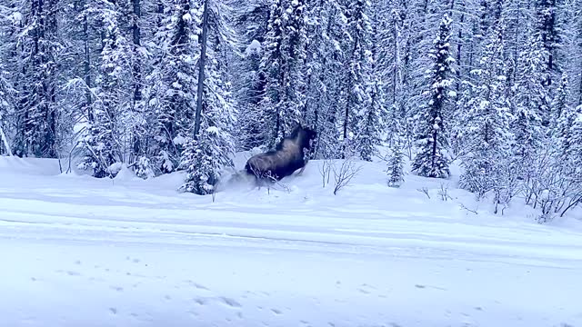 Moose Alongside Highway in Alaska