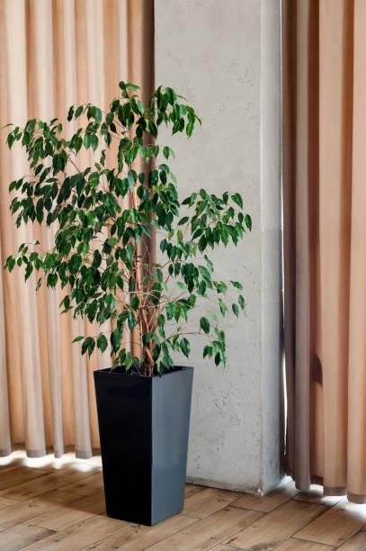 istock A tall vase with small leaves in a black pot 1463868823