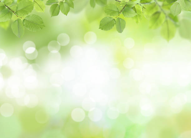 istock Beautiful green leaves on blurred background, space for text. Spring season 1463869040