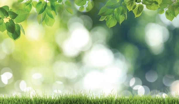 istock Fresh green grass on blurred background, space for text. Spring season 1463869052