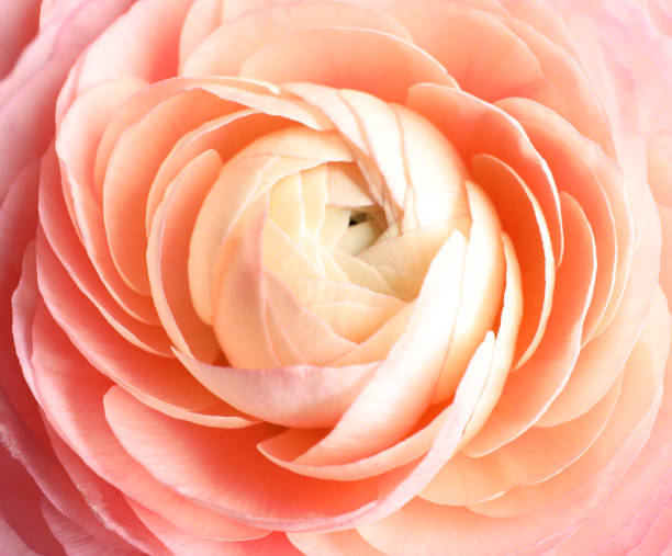 istock Beautiful fresh ranunculus flower on white background, closeup 1463869056