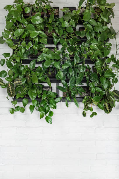 istock A white brick wall with greenery around the edges 1463869060