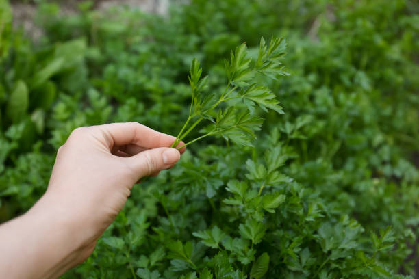 istock Woman holding fresh green parsley outdoors, closeup 1463869151