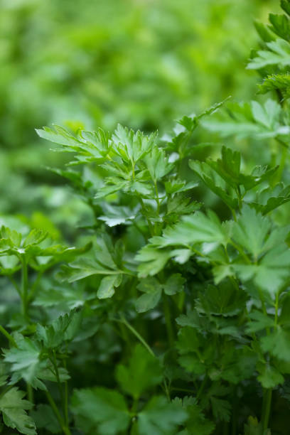 istock Fresh green parsley as background, closeup view 1463869192