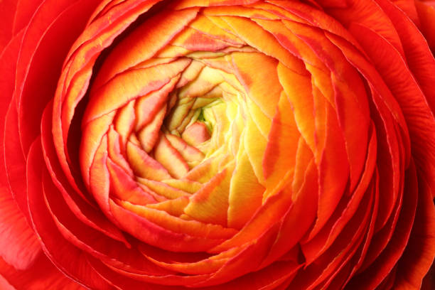 Closeup view of beautiful delicate ranunculus flower