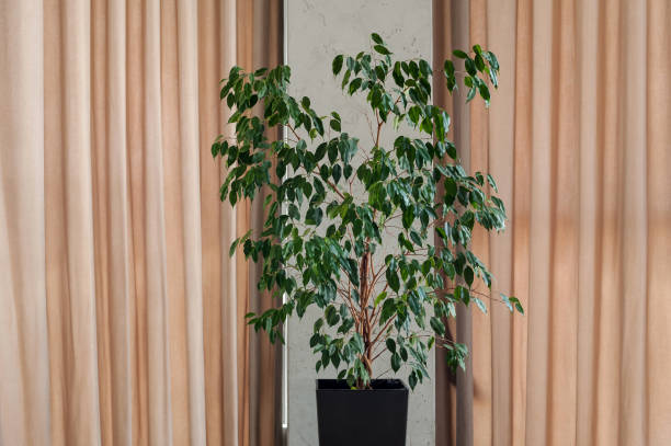 istock A tall vase with small leaves in a black pot 1463869252