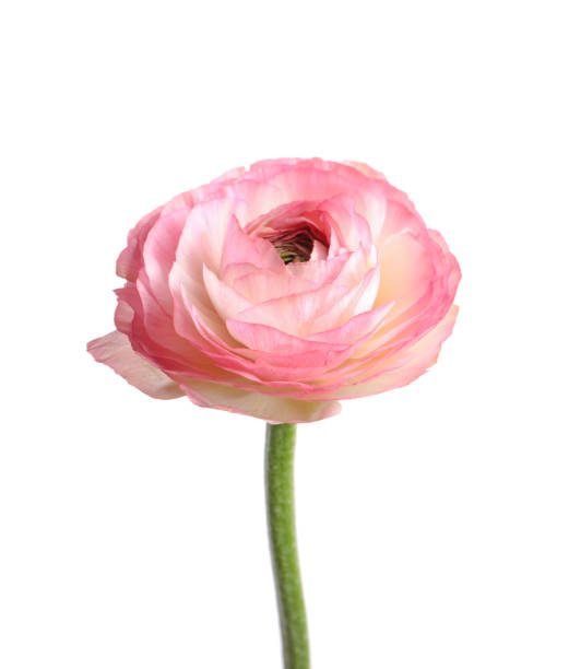 istock Beautiful fresh ranunculus flower isolated on white 1463869269