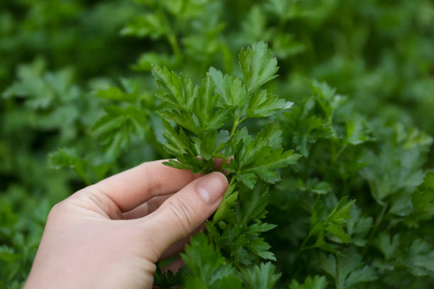 istock Woman picking fresh green parsley outdoors, closeup 1463869289
