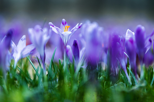 a macro image of blue crocuses taken near ground level and using differential focus to give the impression of a \