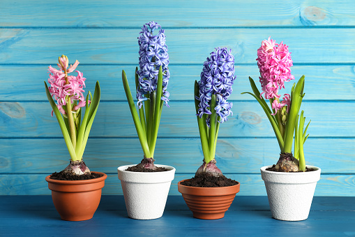 Different beautiful potted hyacinth flowers on blue wooden table