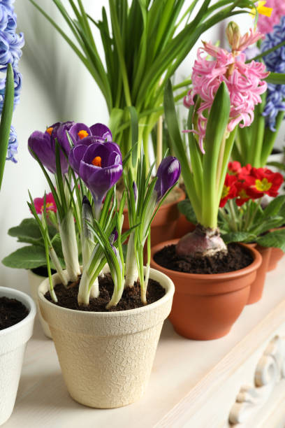 istock Different beautiful potted flowers on table near white wall 1463869485