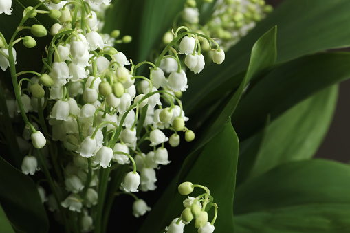 Beautiful lily of the valley flowers, closeup