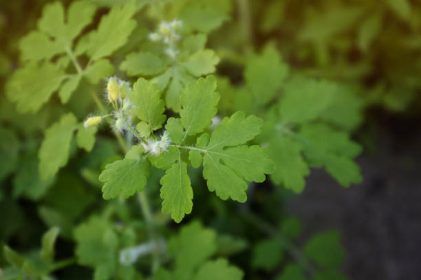 istock Celandine plant with green leaves growing outdoors, closeup. Space for text 1463869559