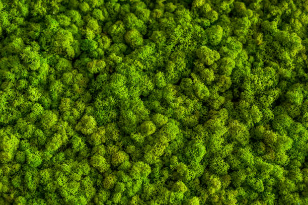istock Green decorative soft moss for interior decoration 1463869950