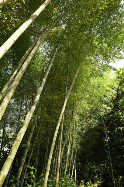 istock Beautiful green bamboo plants growing in forest 1463870965