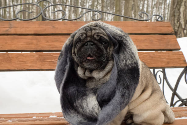 istock Dog. Pug. A thoroughbred dog sitting on a bench. Portrait 1463871364