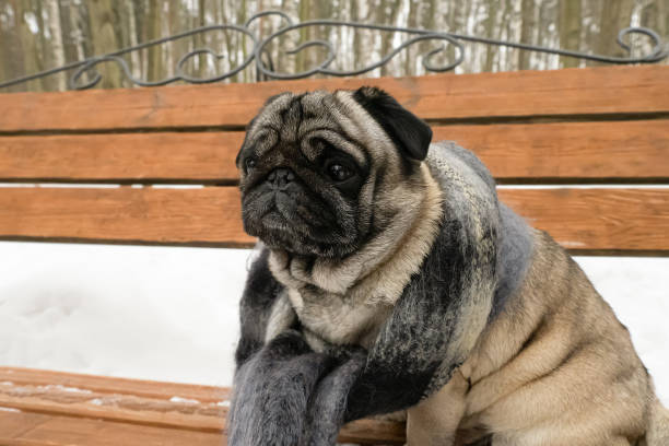 istock Dog. Pug. A thoroughbred dog sitting on a bench. Portrait 1463871384