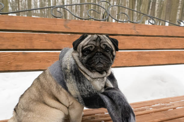 istock Dog. Pug. A thoroughbred dog sitting on a bench. Portrait 1463871403