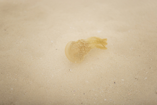 Yellow jellyfish swimming in the shallow water.