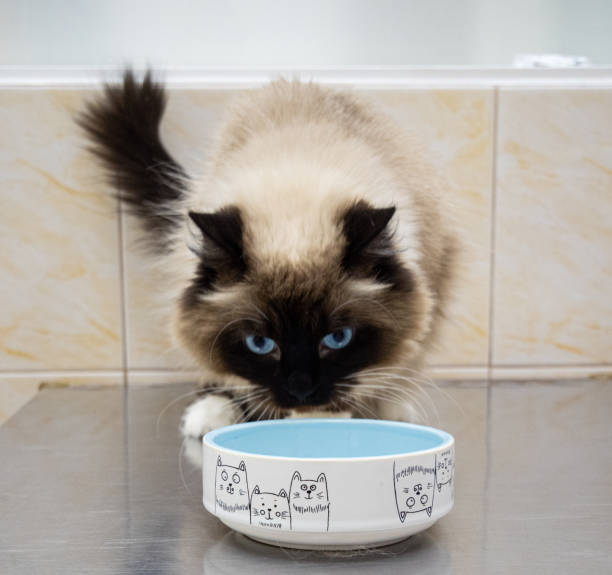 best cat bowl