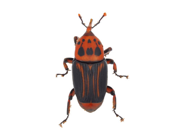 istock The palm weevil beetle isolated on white background, Rhynchophorus ferrugineus 1463873644