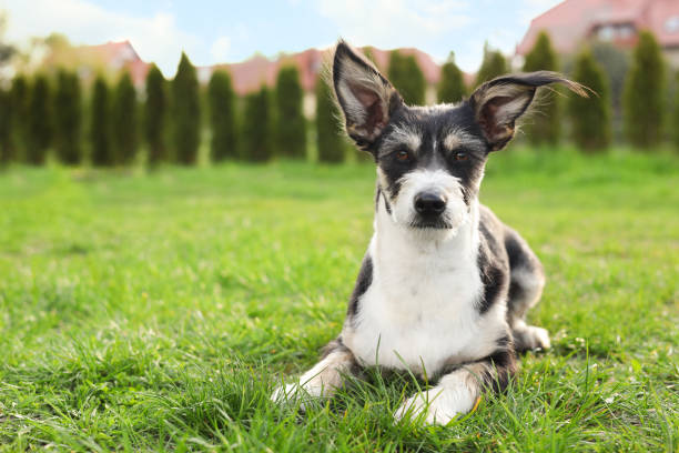istock Small black and white dog on green grass. Cute pet 1463873701