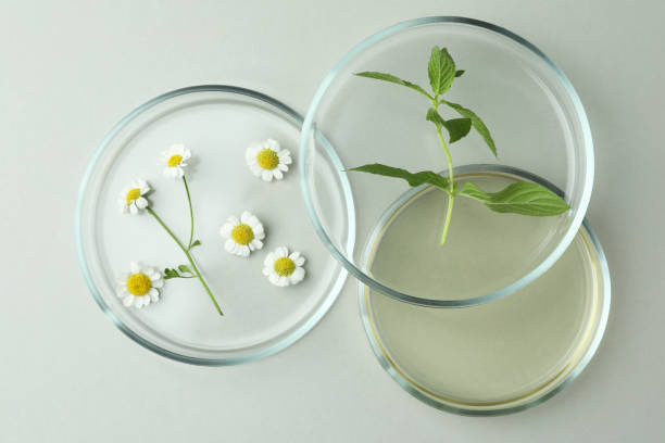 istock Flat lay composition with Petri dishes and plants on light grey background 1463873787