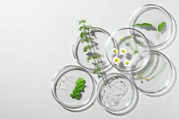 istock Flat lay composition with Petri dishes and plants on light grey background. Space for text 1463873891