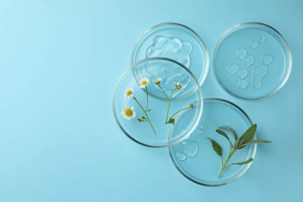 istock Flat lay composition with Petri dishes and plants on light blue background. Space for text 1463874479