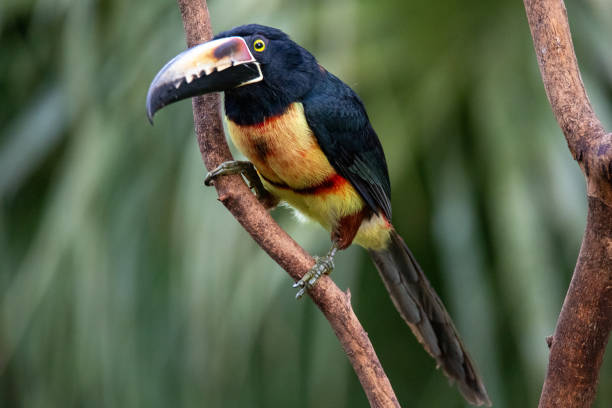 istock Collared Aracari  on a branch in Costa Rica 1463875073