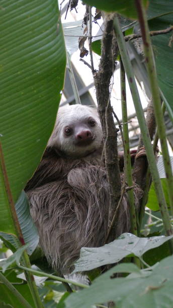 istock Two-toed sloth Costa Rica 1463876345