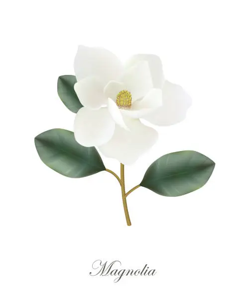 Vector illustration of Magnolia flower, realistic vector illustration