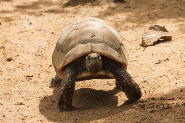 istock Ground turtles and dry leaves on brown rainforest area 1463879250