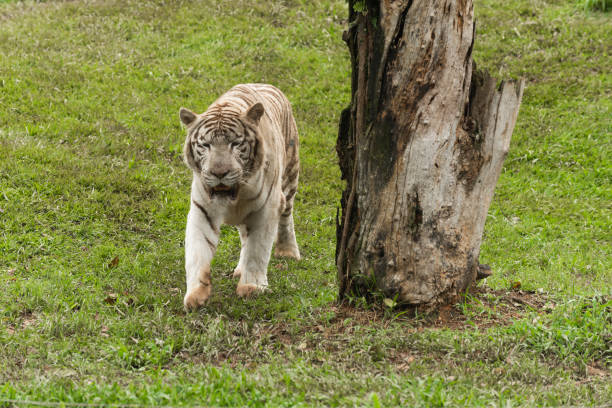 istock White Tiger staring the camera, mouth open slightly formidable fangs. 1463879274