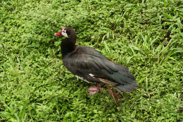 Photo of red-billed gambian goose in the wild