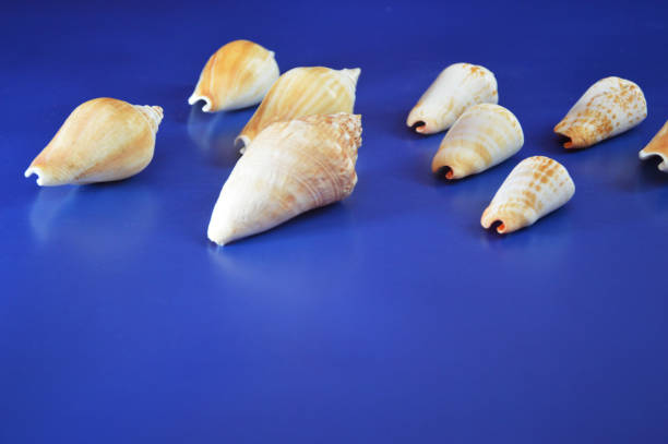A row of white and brown seashells on a dark blue background. Marine background. Rest, travel