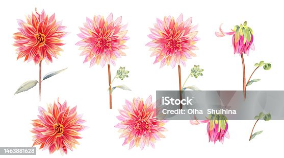 istock Dahlia flowers watercolor illustration set. Hand drawn realistic stems and flowering heads of the plant. Blooming and not blooming buds clipart. 1463881628