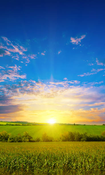 istock Green corn field and sunset. Vertical photo. 1463882664