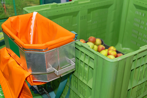Fruit Picking Bucket With Apples in Plastic Crate Farm