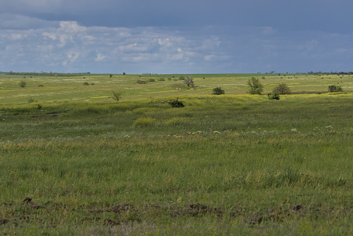 Endless expanses of the spring steppe. Distant horizons off the steppe plain. The sky above the flowering grassy field. Picturesque rural landscape. Natural carpet. Odessa region, Ukraine.