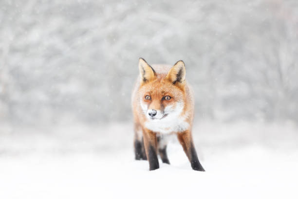 istock Close-up of a Red fox in winter 1463885492