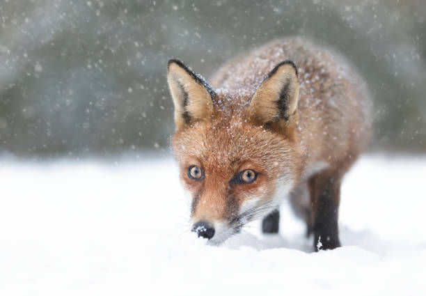 istock Close-up of a Red fox in snow 1463885494