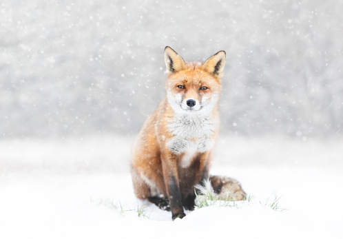 Close-up of a Red fox in the falling snow, UK.